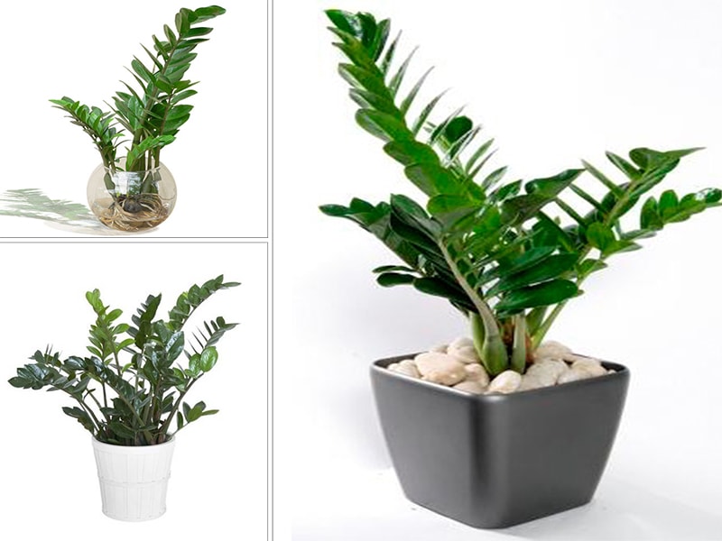 Cây kim tiền loại cây phong thủy nên đặt trên bàn làm việc người mệnh Mộc